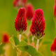 TRÉBOL ROJO